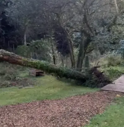 abattage arbre à Arradon - image 3