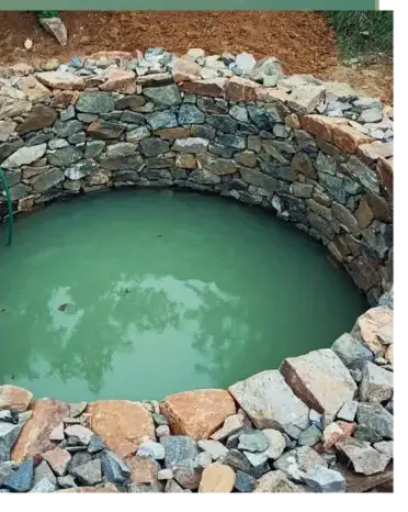 abattage arbre Auray-2