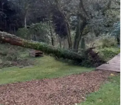 abattage arbre Auray-4
