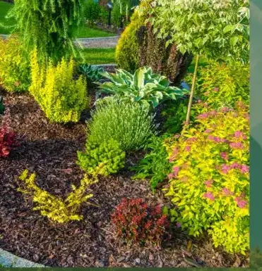 abattage arbre Baud-1