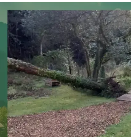 abattage arbre Baud-5