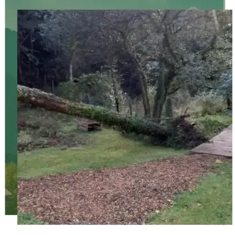 abattage arbre à Camors - image 2