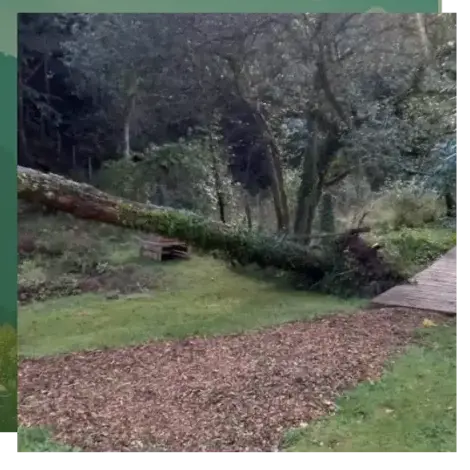 abattage arbre à Étel - image 2