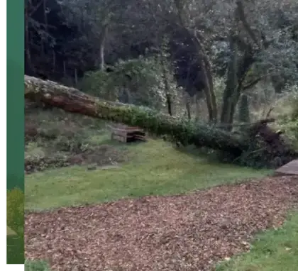 abattage arbre Le Bono-2