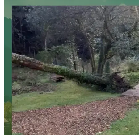 abattage arbre Locoal-Mendon-3