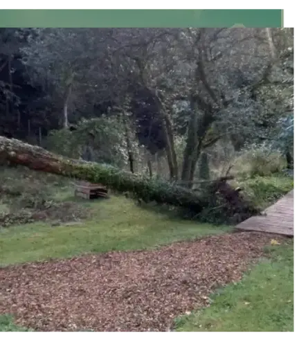 abattage arbre Lorient-1