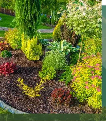 abattage arbre à Lorient - image 2