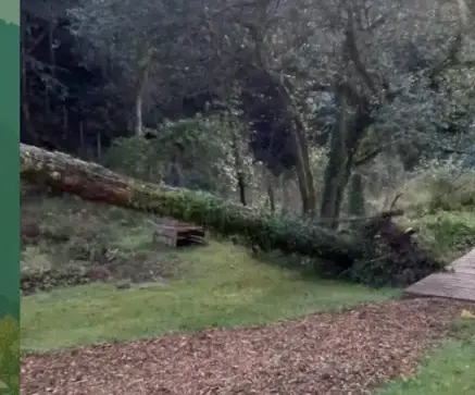 abattage arbre Pluvigner-1