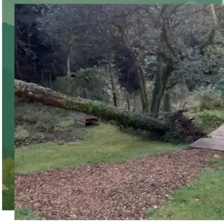 abattage arbre à Quistinic - image 4