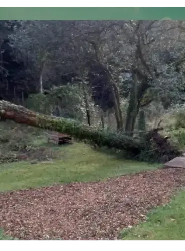 abattage arbre Vannes-4