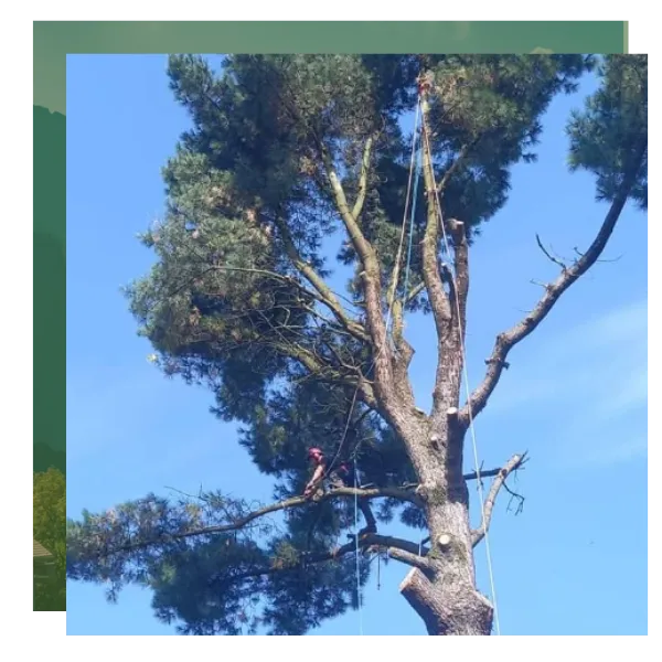 abattage arbre vannes