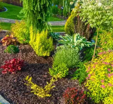 dessouchage à Auray - image 2