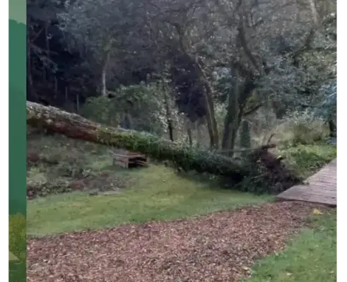 dessouchage à Auray - image 3