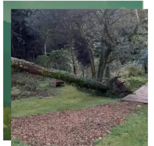 dessouchage à Baden - image 4