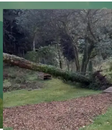 dessouchage à Baud - image 2