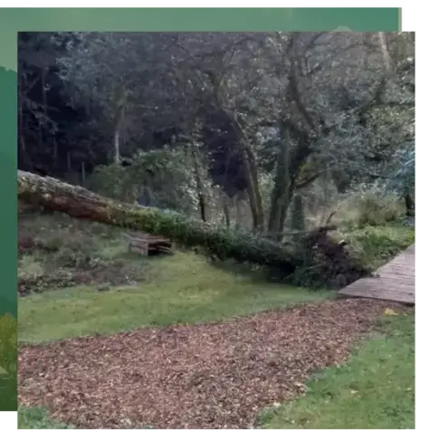 dessouchage à Camors - image 3