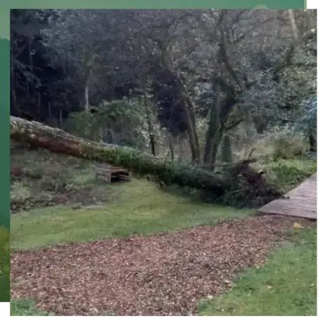 dessouchage à Étel - image 4