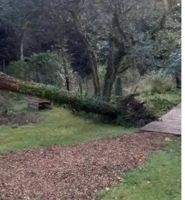 dessouchage à Le Bono - image 2