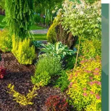 dessouchage Le Bono-5