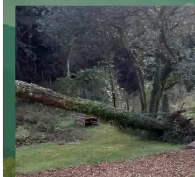 dessouchage Locoal-Mendon-5