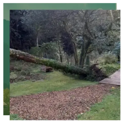 dessouchage Lorient-1