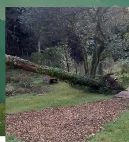 dessouchage à Pluvigner - image 3