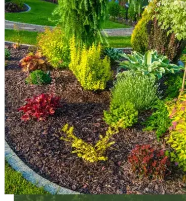 dessouchage Vannes-1