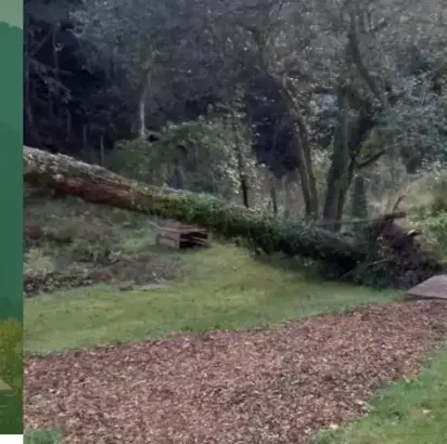 élagage à Pluvigner - image 3