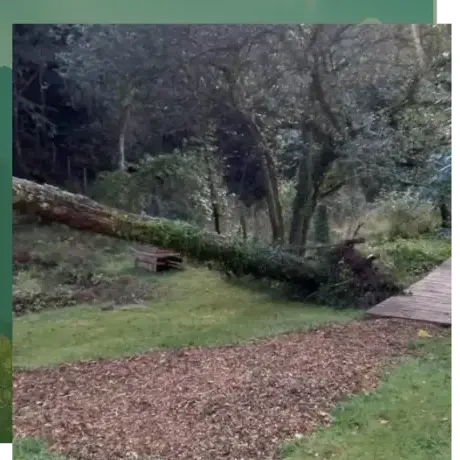 élagage à Quistinic - image 2